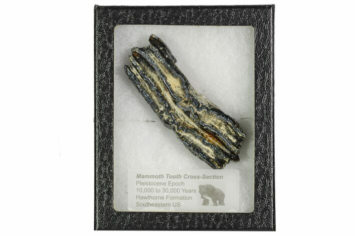 Mammoth Molar Slice With Case - South Carolina #106546